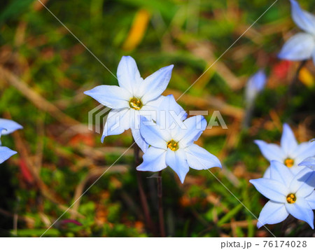 野草 花 白 花弁6枚の写真素材