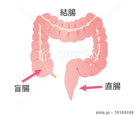大腸の写真素材
