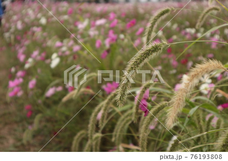花 植物 エノコログサ 猫じゃらしの写真素材