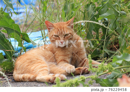 後ろに茶トラ猫 座るの写真素材