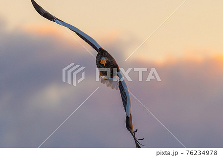 かっこいい動物の写真素材