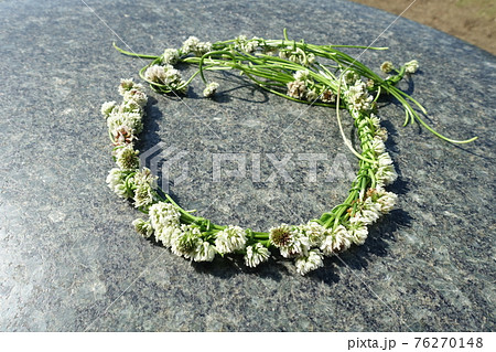 シロツメクサ冠 花かんむり クローバー シロツメクサの写真素材