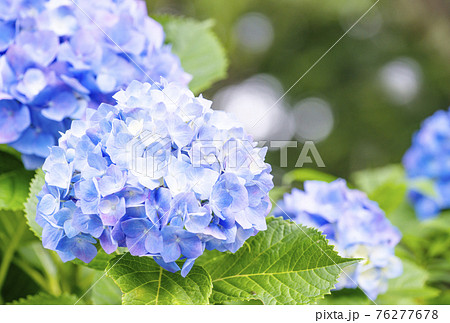 花 壁紙 紫陽花 梅雨の写真素材