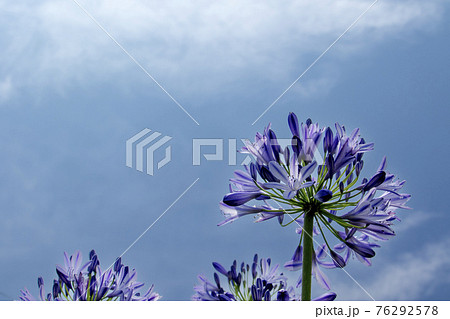 アガパンサス 蕾の写真素材