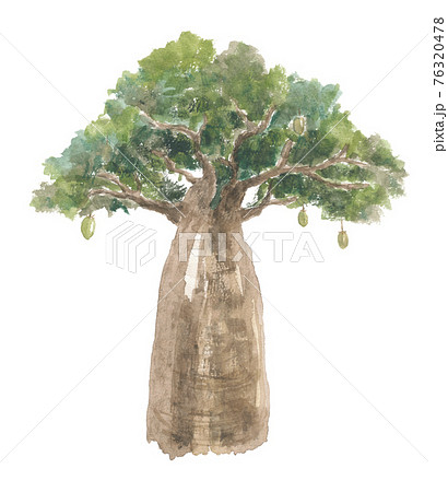 バオバブの木　絵画 バオバブの木、1833-39 | フランス語学校