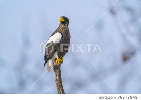 オオワシ 大鷲 猛禽類 野鳥の写真素材 - PIXTA