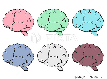 脳断面 頭部の写真素材