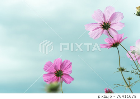 コスモス畑 壁紙の写真素材