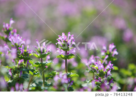 仏の座 春の七草 ホトケノザの写真素材 - PIXTA