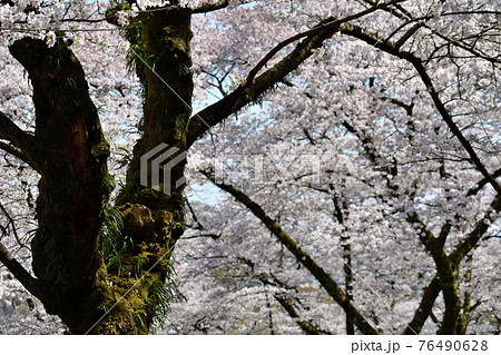 桜の幹 白い幹 美しい桜 ソメイヨシノの写真素材