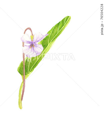 Violets Illustrations