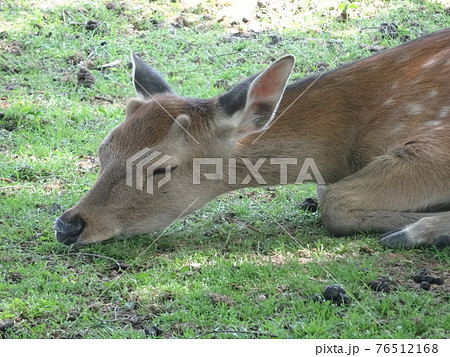 鹿 動物 雄 横顔 野生 角 しか クローズアップの写真素材