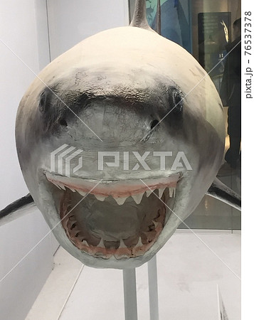 サメ 剥製 ホオジロザメ 海の写真素材 - PIXTA