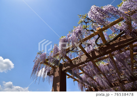 蓮花寺池公園の写真素材