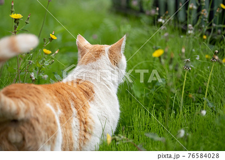 動物 猫 歩く 後ろ姿の写真素材