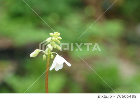 高山植物 花 植物 オサバグサの写真素材