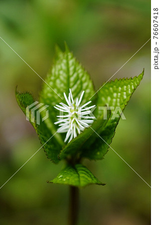 山野草 ひとりしずか 花の写真素材