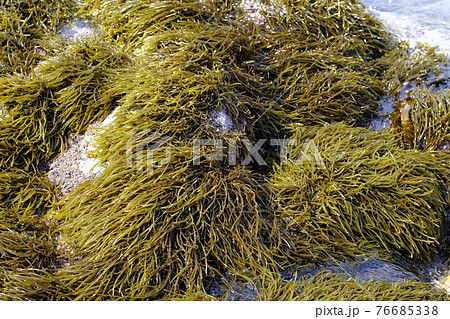 ひじき 海藻の写真素材 ひじき 海藻の写真素材