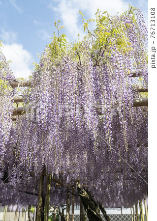 藤の木の写真素材