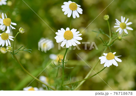 ジャーマンカモミール かわいいの写真素材