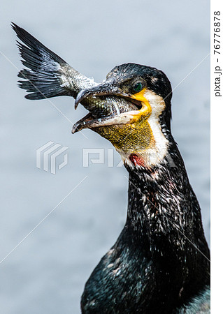 黄色いくちばし 鳥の写真素材