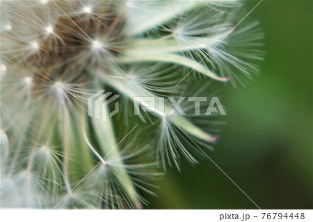 奇形たんぽぽの写真素材