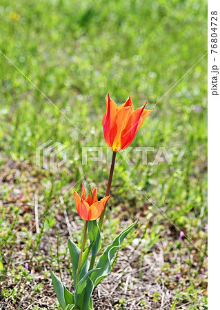 花 チューリップ 植物 韓国の写真素材