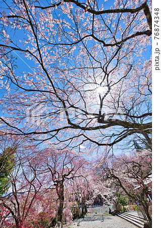 しだれ桜の写真素材