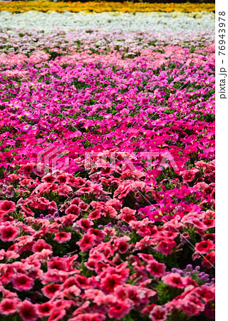 赤レンガ倉庫 花壇 花 春の写真素材