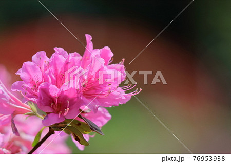 ネパール国花の写真素材