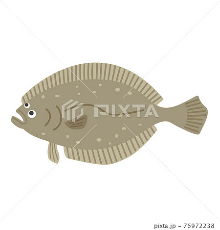 カレイ ヒラメのイラスト素材集 ピクスタ