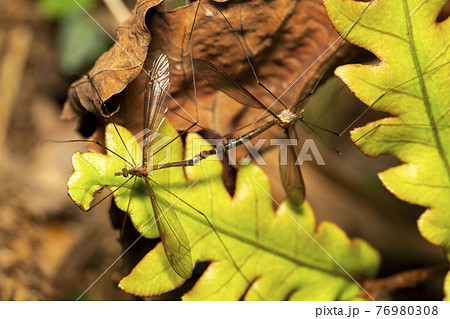 蚊蜻蛉の写真素材