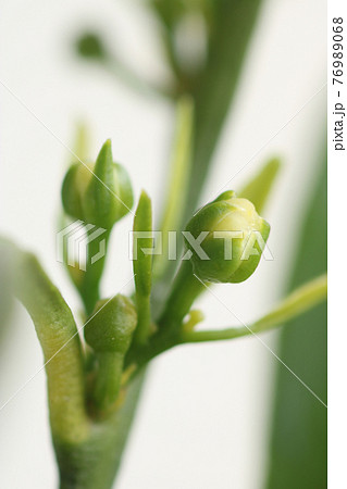 みかんの花芽 ミカンの花芽 蜜柑の花芽 温州みかんの花芽の写真素材