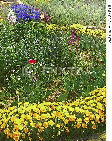 街のお花畑 神戸市垂水区清水公園のイラスト素材