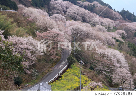 ひょうたん桜公園の写真素材