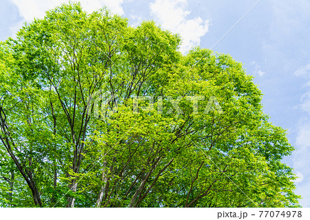 ケヤキ けやき 木 春の写真素材