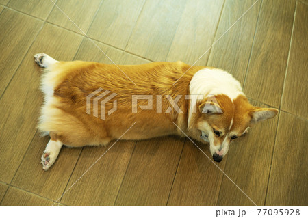 コーギー 犬 動物 おしりの写真素材