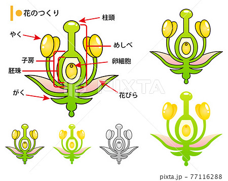 理科 植物のイラスト素材