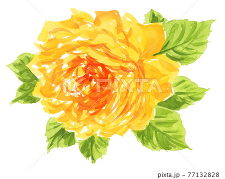 オレンジ色バラのイラスト素材