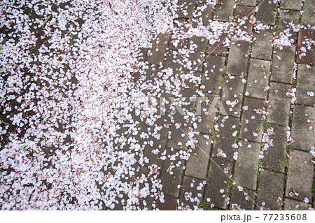 桜の花びら 地面 桜 落ちた花びらの写真素材