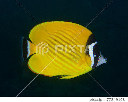 Fresh Sterlet Fish on Fishing Net. Sterlet is a Small Sturgeon