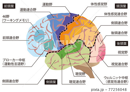 脳みそのイラスト素材