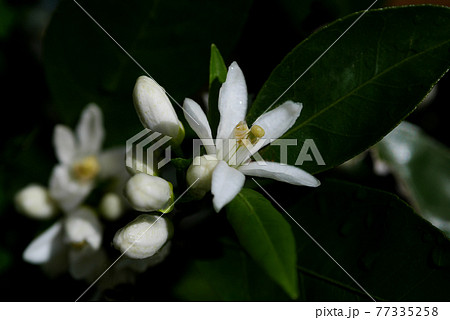 蜜柑の花の写真素材