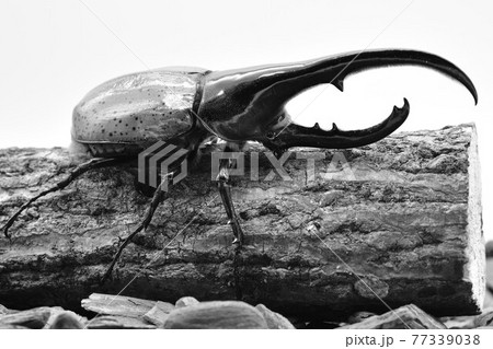 ヘラクレスオオカブト 虫の写真素材