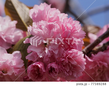 花 白い花 ピンクの花 スモモの写真素材 Pixta