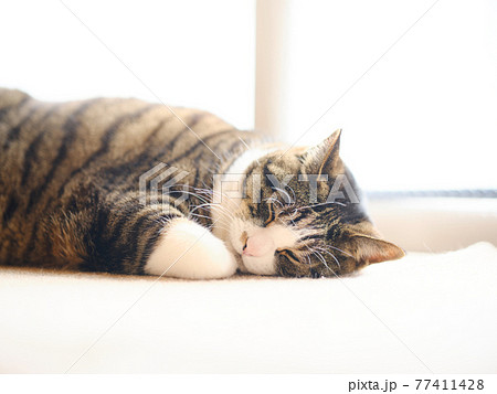 居眠り 猫の写真素材