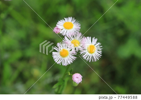 ハルシオン 花 雑草の写真素材