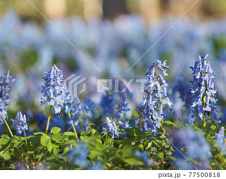 花 雑草 青い花 青紫の写真素材