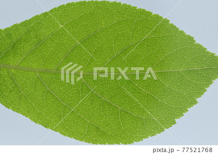 葉 葉っぱ 葉脈 脈の写真素材