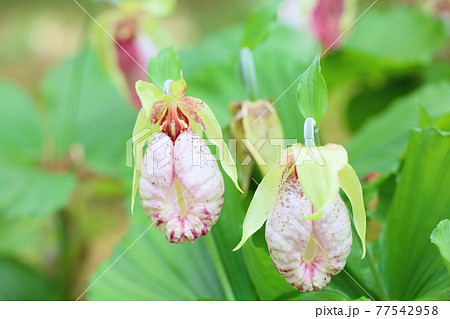 袋状 植物の写真素材